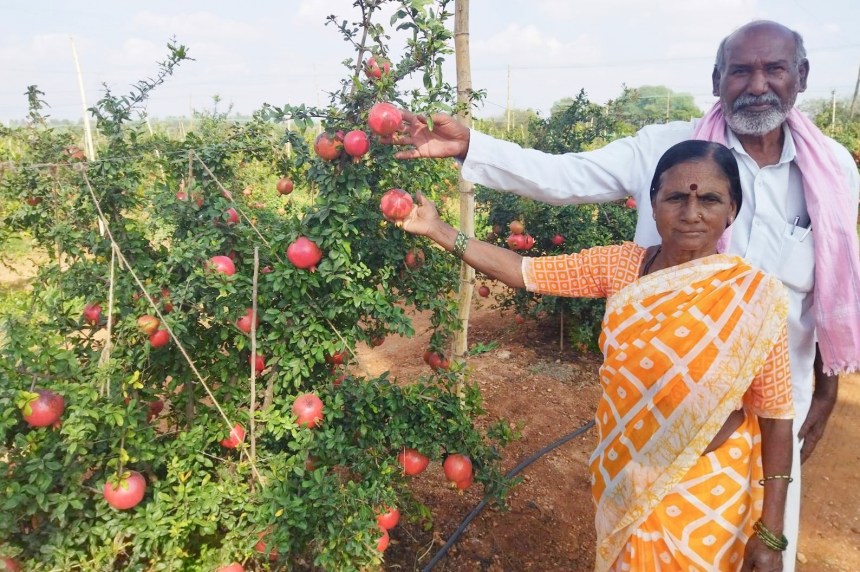 ದಾಳಿಂಬೆ ಬೆಳೆಯಲ್ಲಿ ಯಶಸ್ಸು ಕಂಡ ಬಯಲು ಸೀಮೆ ದಂಪತಿ